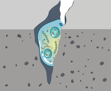 Cross Section of cement Fissure Containing Microbial Biofilm, PNG