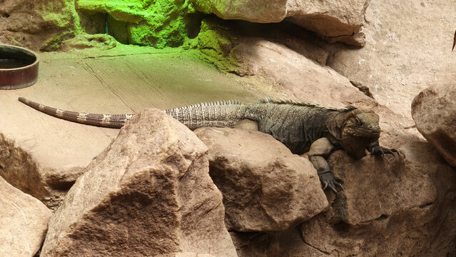 Rhinoceros Iguana (Cyclura cornuta) in the zoo terrarium 
