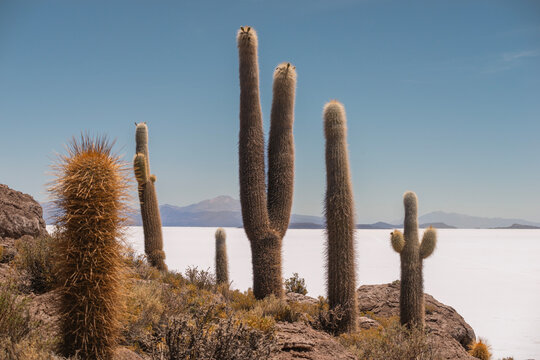 giant wild cactuses