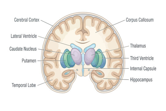Human brain coronal section labeled anatomy diagram showing internal structures and lobes.