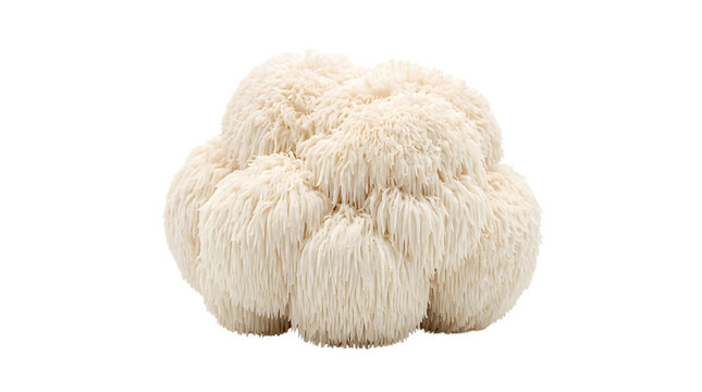 Fresh Lion's Mane Mushroom Isolated on White Background Transparent PNG Gourmet Edible Mushroom
