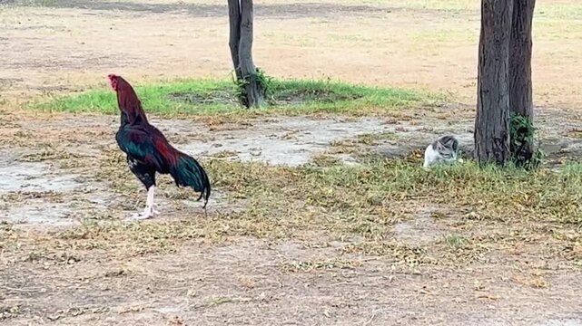 The cat attacked the rooster; the rooster sprang up and counter-attacked the cat, and then the cat ran away. 4k video