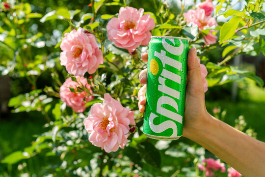 Minsk, Belarus - July 3, 2026: A cropped shot of a person holding a chilled aluminum can of Sprite soft drink against a background of blooming pink garden roses
