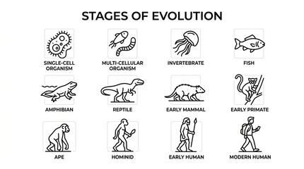 Fototapeta premium Illustrated Stages of Evolution from Microorganisms to Modern Humans.
