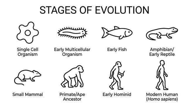 Stages of Evolution from Single-Cell Organism to Modern Human Illustration.