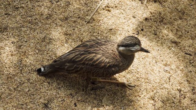 Horizontal image of a Double-striped Thick-knee (Burhinus bistriatus), commonly known as Alcarav&aacute;n, standing in its natural habitat. The photograph highlights the bird's cryptic plumage, large yellow