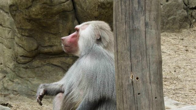Horizontal image of a Sacred Baboon (Papio hamadryas), also known as the Hamadryas Baboon, resting in a zoo enclosure. The photograph highlights the primate's distinctive mane, expressive face and pow