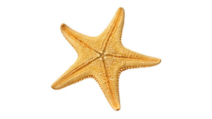 Beautiful textured natural orange ocean starfish isolated on transparent background cut out © Olga