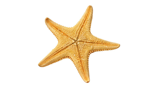 Beautiful textured natural orange ocean starfish isolated on transparent background cut out