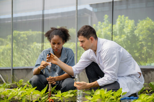Teenage students studying and analyzing soil in research project, with scientists analyzing samples in greenhouse. Greenhouse experiments on soil nutrients. Practical training in agricultural lab