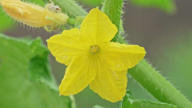 キュウリの雄花