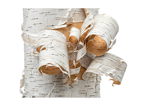 Close-up of birch bark with mushrooms growing naturally on tree surface in autumn forest setting.