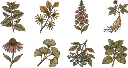 Vintage Color Engraving Medicinal Herb and Root Botanical Illustration Set Featuring Mint Witch Hazel Foxglove Ginseng Echinacea Ginkgo Biloba Elderberry and Lemon Balm © MstSuborna