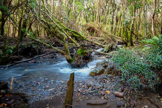 Lahar Hazard Zone in Temperate Forest