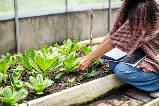Woman planting organic lettuce in greenhouse garden and learning vegetable gardening hands-on in greenhouse, tending to organic greens in a raised bed garden with notebook planning