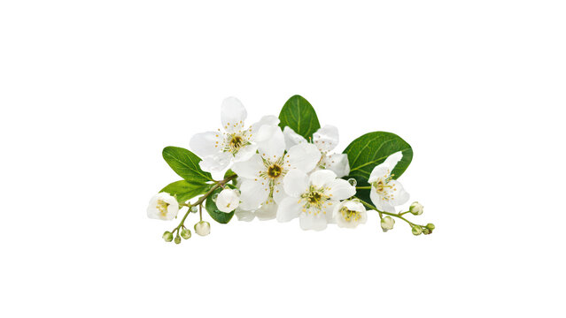 A small delicate sprig of white hawthorn flowers with green leaves and closed buds, isolated on a transparent background, for easy editing