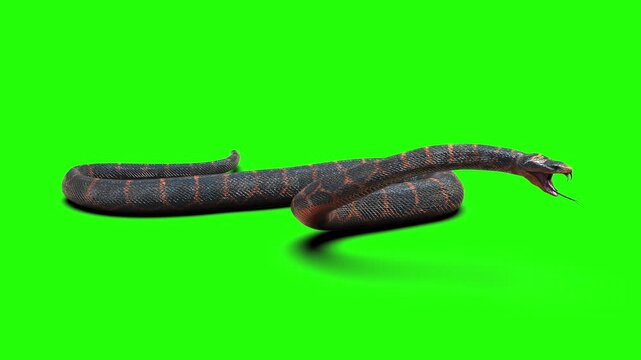 High-quality 3D rendered illustration of an aggressive rock python snake coiled and ready to strike, isolated on a chroma key green screen background for easy compositing.