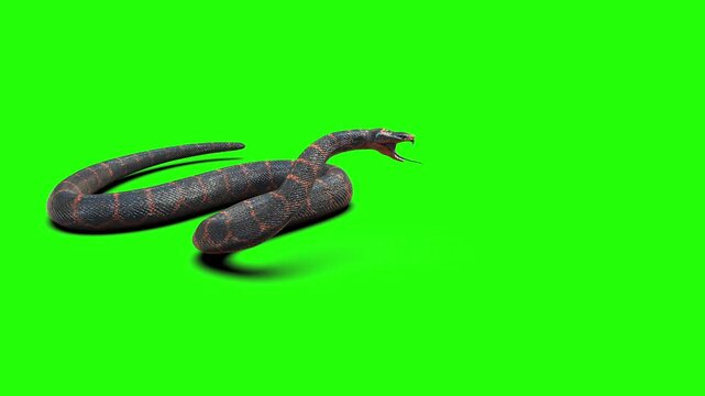 High-quality 3D rendered illustration of an aggressive rock python snake coiled and ready to strike, isolated on a chroma key green screen background for easy compositing.