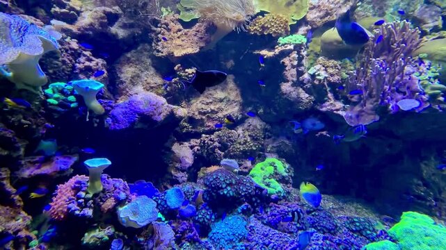 Colorful small sea fish swim against the background of corals in an aquarium