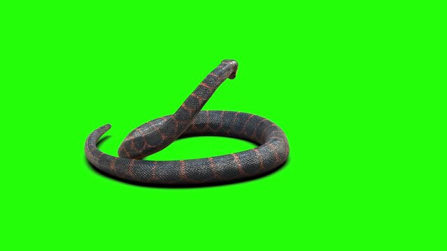 High-quality 3D rendered illustration of an aggressive rock python snake coiled and ready to strike, isolated on a chroma key green screen background for easy compositing.