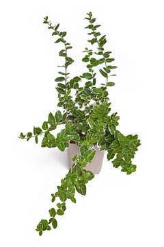 'Euonymus fortune' spindle tree plant in flower pot on white background