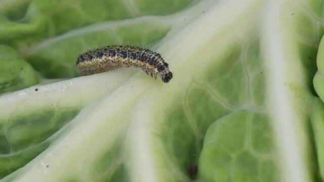 Caterpillar crawling on a cabbage leaf with a hole. Insect feeding damage in a vegetable garden macro.
