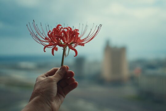 lycoris flower in hand, city on background