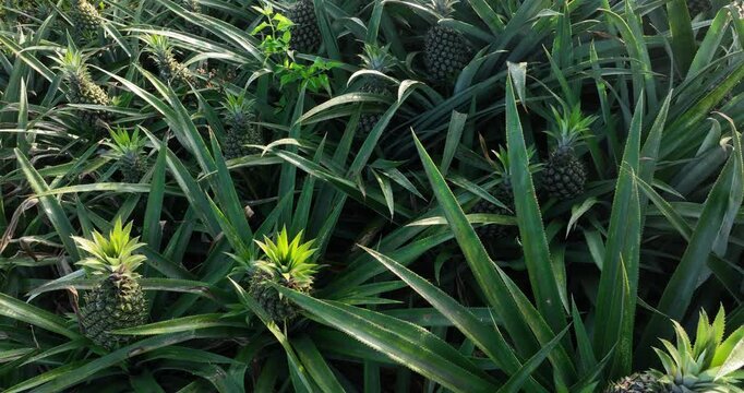Pineapple grow on tree in the garden