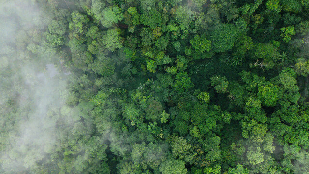 Aerial top view of green trees in forest. Green tree nature background for carbon neutrality and net zero emissions concept. Drone view of green tree captures CO2 to Sustainable green environment.