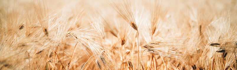 Fototapeta premium Golden barley heads fill a sunlit field, captured close-up with warm tones and soft motion suggesting summer harvest, rural landscape, and agricultural abundance.