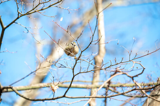 A tiny Goldcrest bird resting on a bare tree branch against a bright blue sky