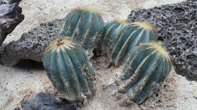 Parodia magnifica, commonly known as the Balloon Cactus or Ball Cactus on the sand