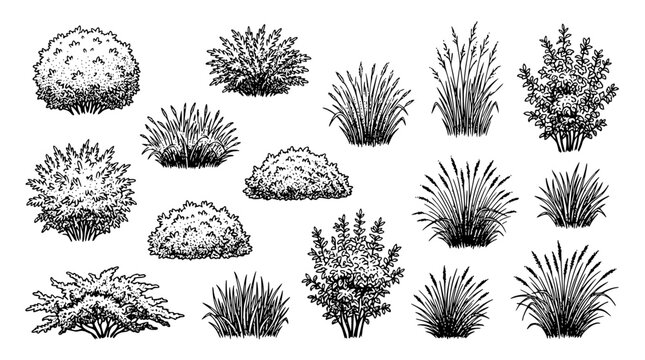 Various types of grasses and bushes in a vector illustration