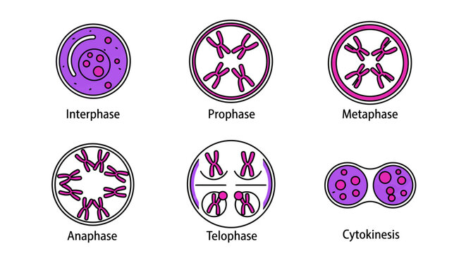 Mitosis cell division stages diagram showing biological process