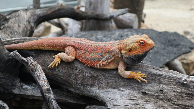 Bearded Dragon or Pogona on dry tree trunk