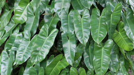 Philodendron patriciae on the house garden. home decoration. nature background  © VerraWidhi