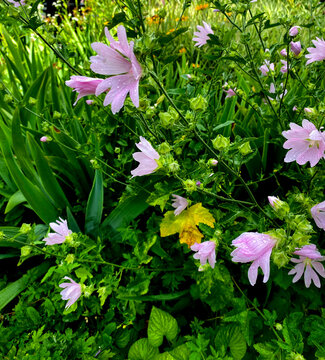 This plant is the musk mallow (Malva moschata) or musk mallow. It is characterized by soft pink, five-petaled flowers, often with darker veins.