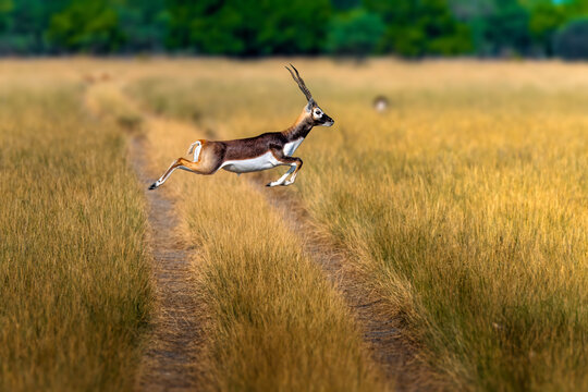 The blackbuck (Antilope cervicapra), also known as the Indian antelope, is a medium-sized antelope native to India, Nepal, and Pakistan. It is highly celebrated for its striking speed.