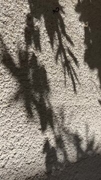 Tree branches shadows waving on textured concrete wall background in sunlight