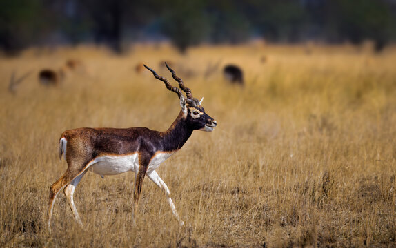 The blackbuck (Antilope cervicapra), also known as the Indian antelope, is a medium-sized antelope native to India, Nepal, and Pakistan. It is highly celebrated for its striking speed.