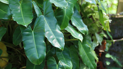Philodendron patriciae on the house garden. home decoration. nature background  © VerraWidhi