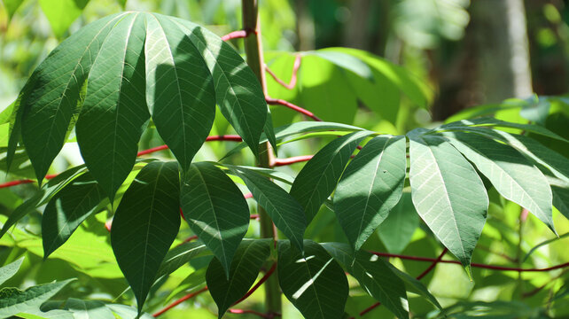 green cassava leaves in the garden. green leaves background	