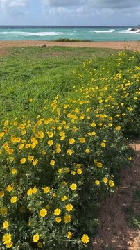 Yellow wild flowers waving in the wind on a green field near the sea coast