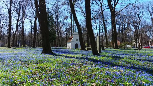 Low drone flies backward as a woman in a blue coat walks through spring scilla