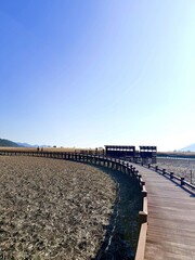 Fototapeta premium Long curved wooden boardwalk winding through a vast mudflat and dry reed wetland under a clear blue sky at Suncheon Bay