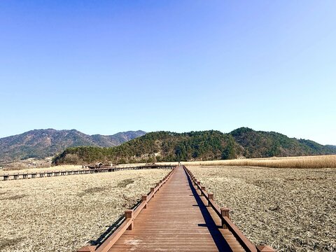 Long wooden boardwalk pathway stretching across a vast golden reed wetland towards mountains under a clear blue sky at Suncheon Bay