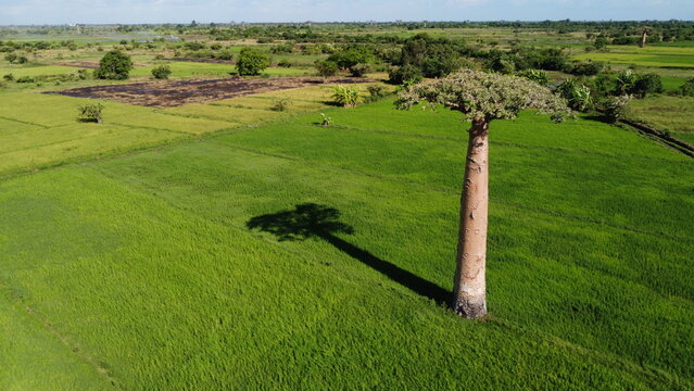 Close aerial view of an iconic giant baobab tree towering over green fields in Morondava, Madagascar