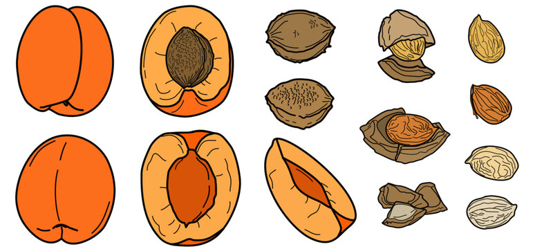 Apricot fruit, stone and kernel vector icon set. Botanical illustration of whole and halved apricots with pits, broken shells and seeds, isolated design elements.