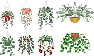 A set of ten minimalist flat vector illustrations featuring various hanging and trailing indoor plants including Pothos, Spider Plant, Ivy, String of Hearts, Boston Fern, Philodendron Brasil, Staghorn © Peeradontax