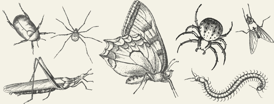 Vintage stipple illustration set of diverse insects including butterfly, spider, beetle, fly, grasshopper and centipede